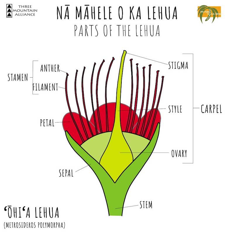 Lehua - Three Mountain Alliance