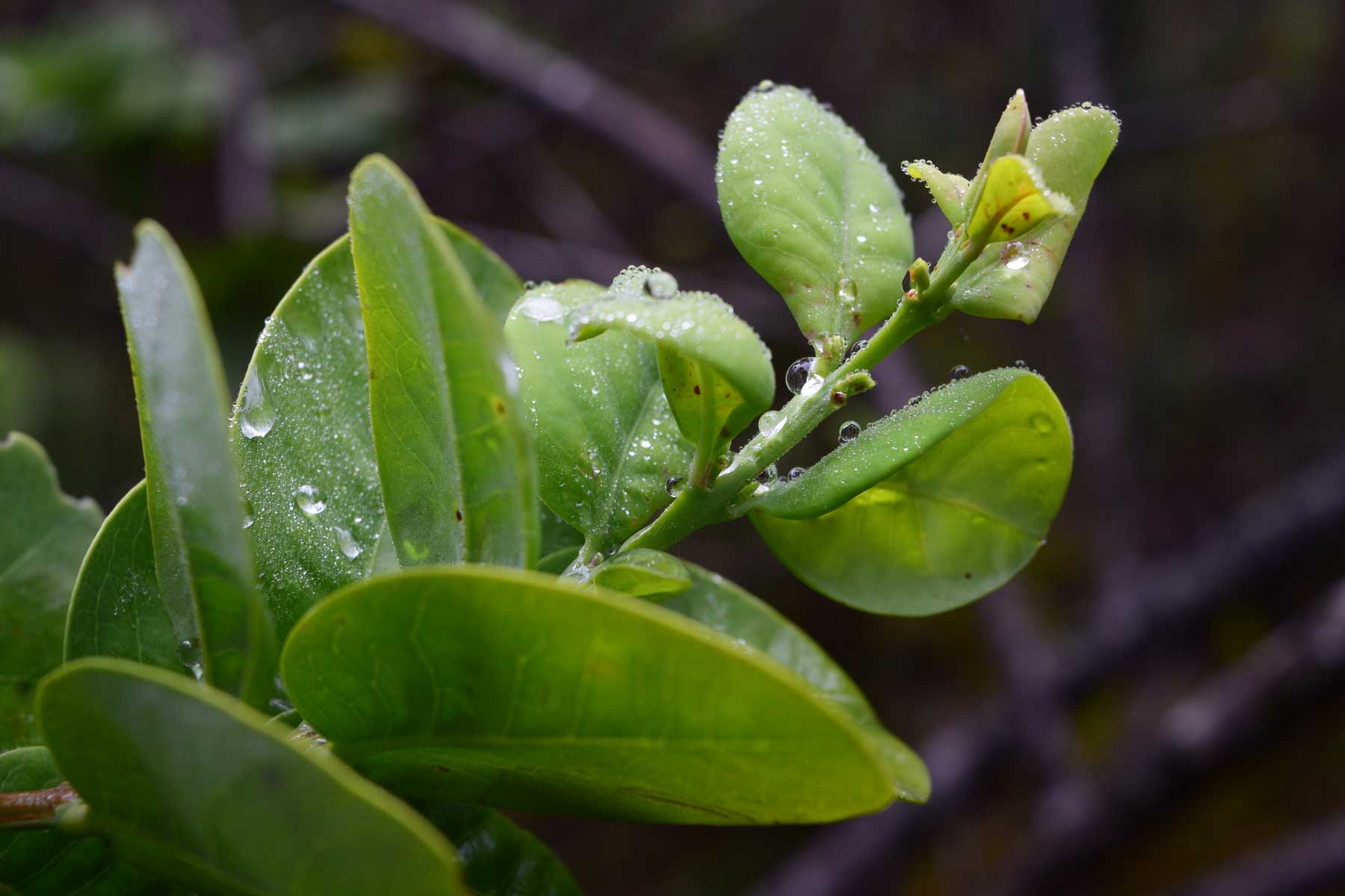 ʻIliahi leaves