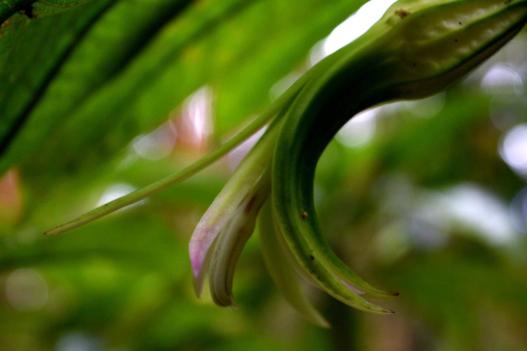 ʻōhawai flowering